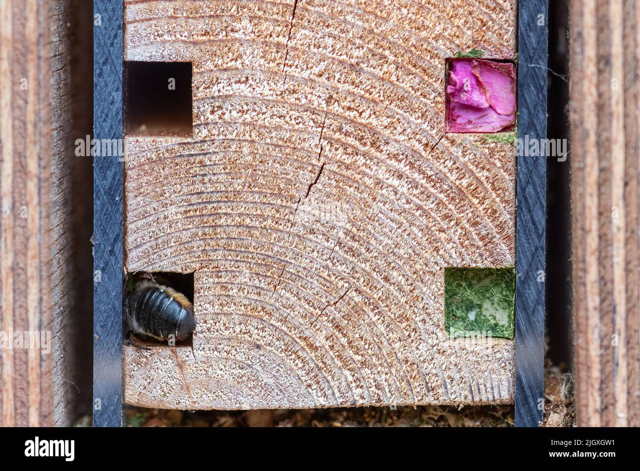 Bee hotel with holes filled in by solitary bees, with a patchwork leafcutter bee sealing another cavity, Summer, England, UK Stock Photo