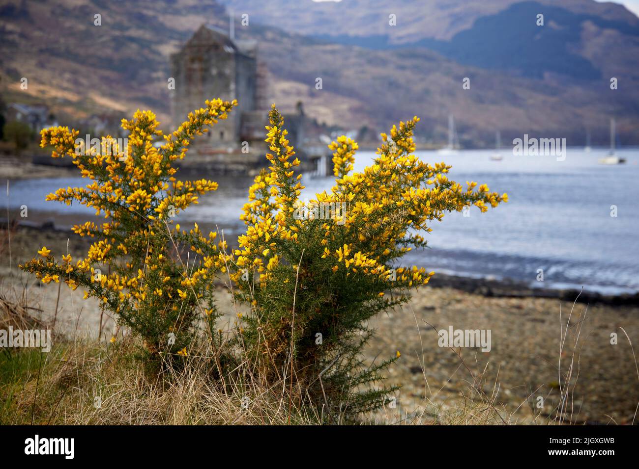 Gorse bush in flower on the shore of Loch Goil. Looking north from Carrick Castle. Argyll and Bute. Scotland Stock Photo
