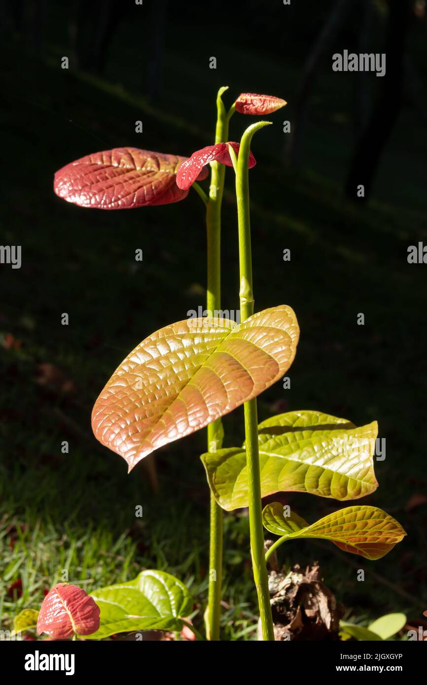 colorful and macro photography of plant with colorful leaves Stock Photo