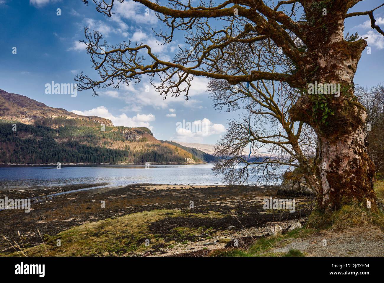 Gnarled Birch tree in the foreground and from Carrick Castle south across Loch Goil. Argyll and Bute. Scotland Stock Photo
