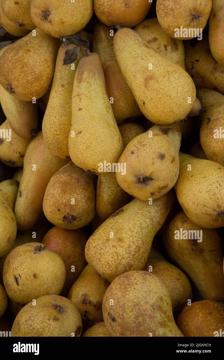calf Flicker water the flower Ripe fresh sweet Pears Juicy flavorful Pears are available at the market.  Organic fruits for a delicious juice. Healthy and organic food Stock Photo  - Alamy