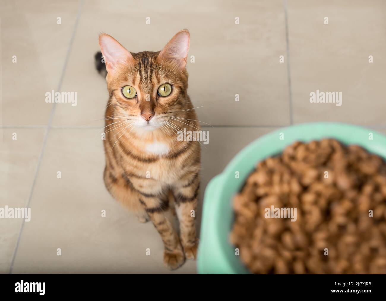 Hungry Bengal cat waiting for a bowl of food. Selective focus Stock Photo Alamy