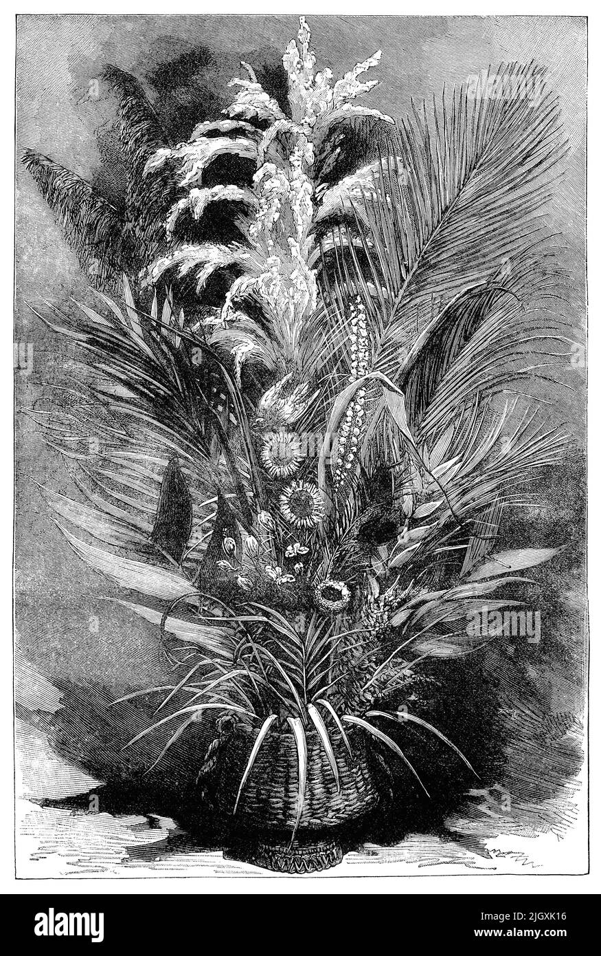 Victorian era engraving of a display of dried plants. Stock Photo