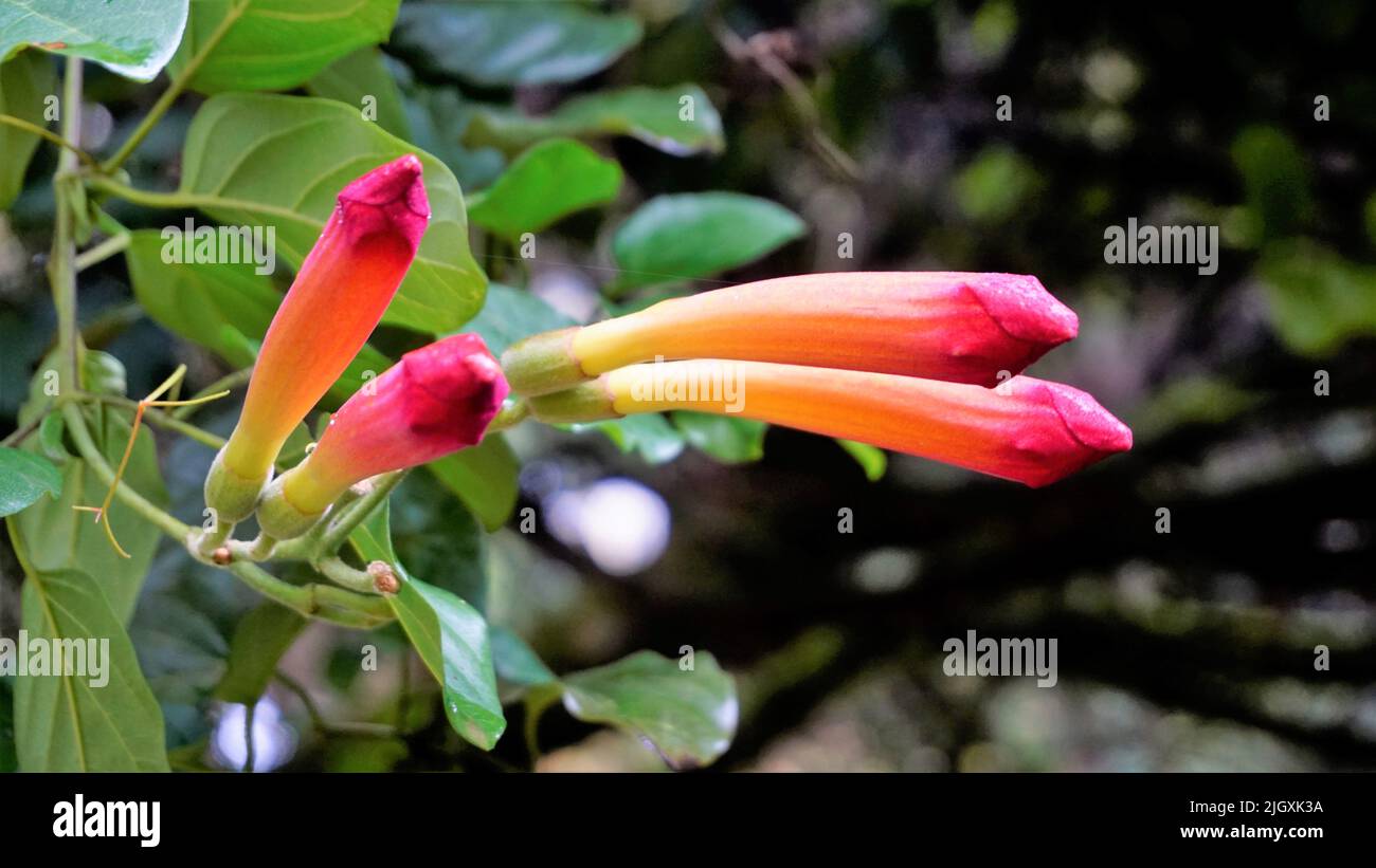 Closeup of beautiful flowers and buds of Amphilophium buccinatorium also known as Mexican blood flower,trumpet etc. Vine plant used to decorate roof. Stock Photo