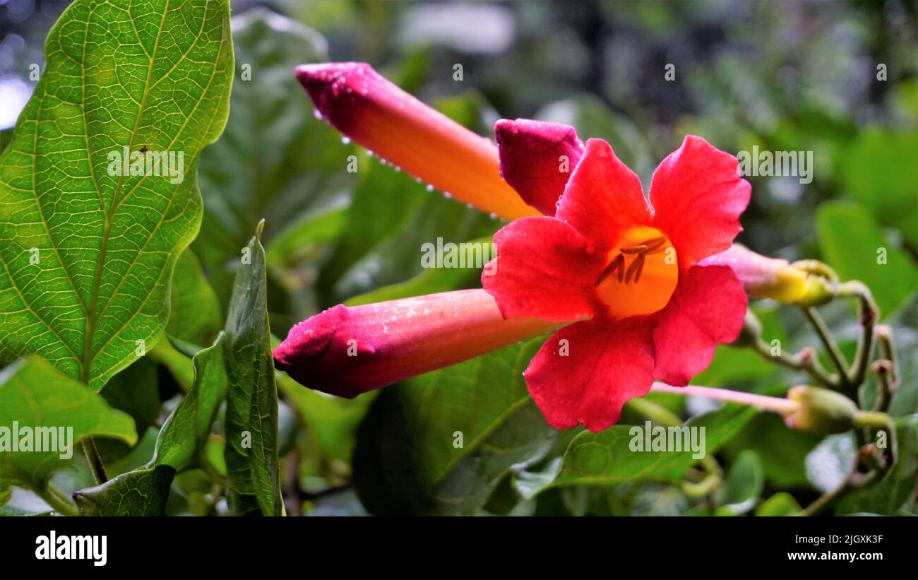 Closeup of beautiful flowers and buds of Amphilophium buccinatorium also known as Mexican blood flower,trumpet etc. Vine plant used to decorate roof. Stock Photo