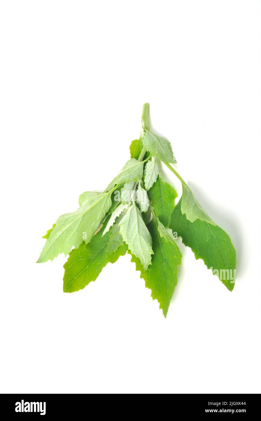 Atriplex hortensis, Chenopod on a white background Stock Photo