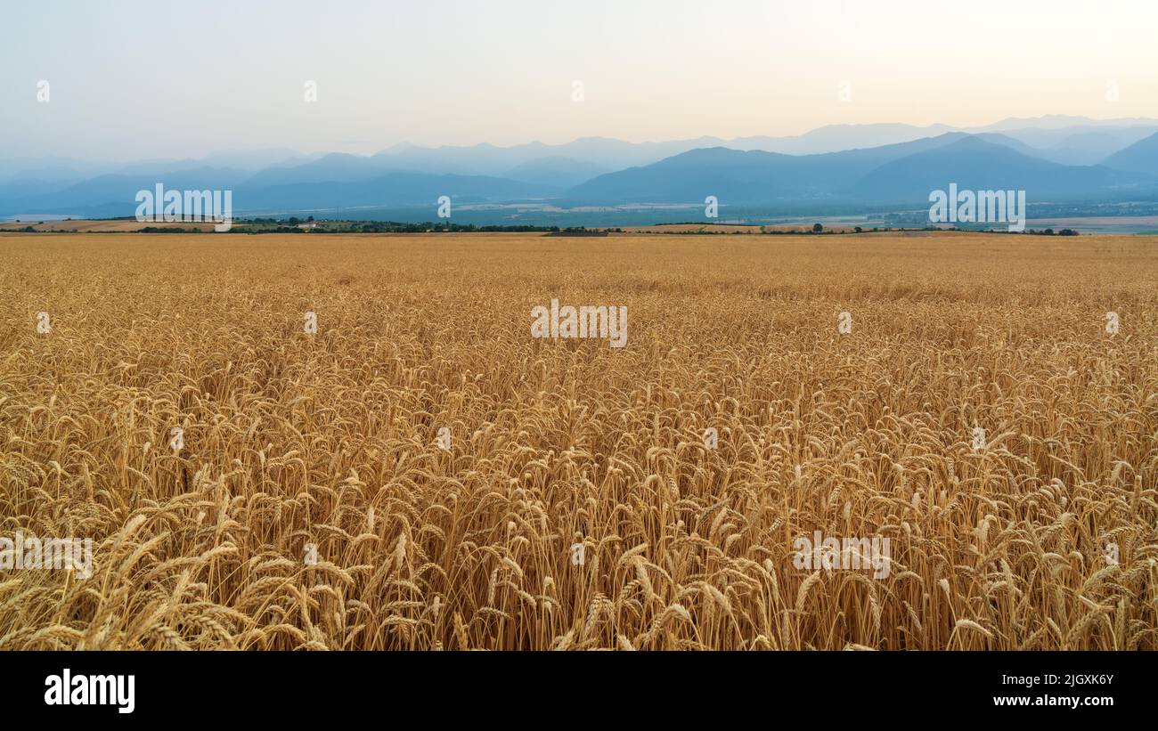 Wheat field with a rich harvest Stock Photo