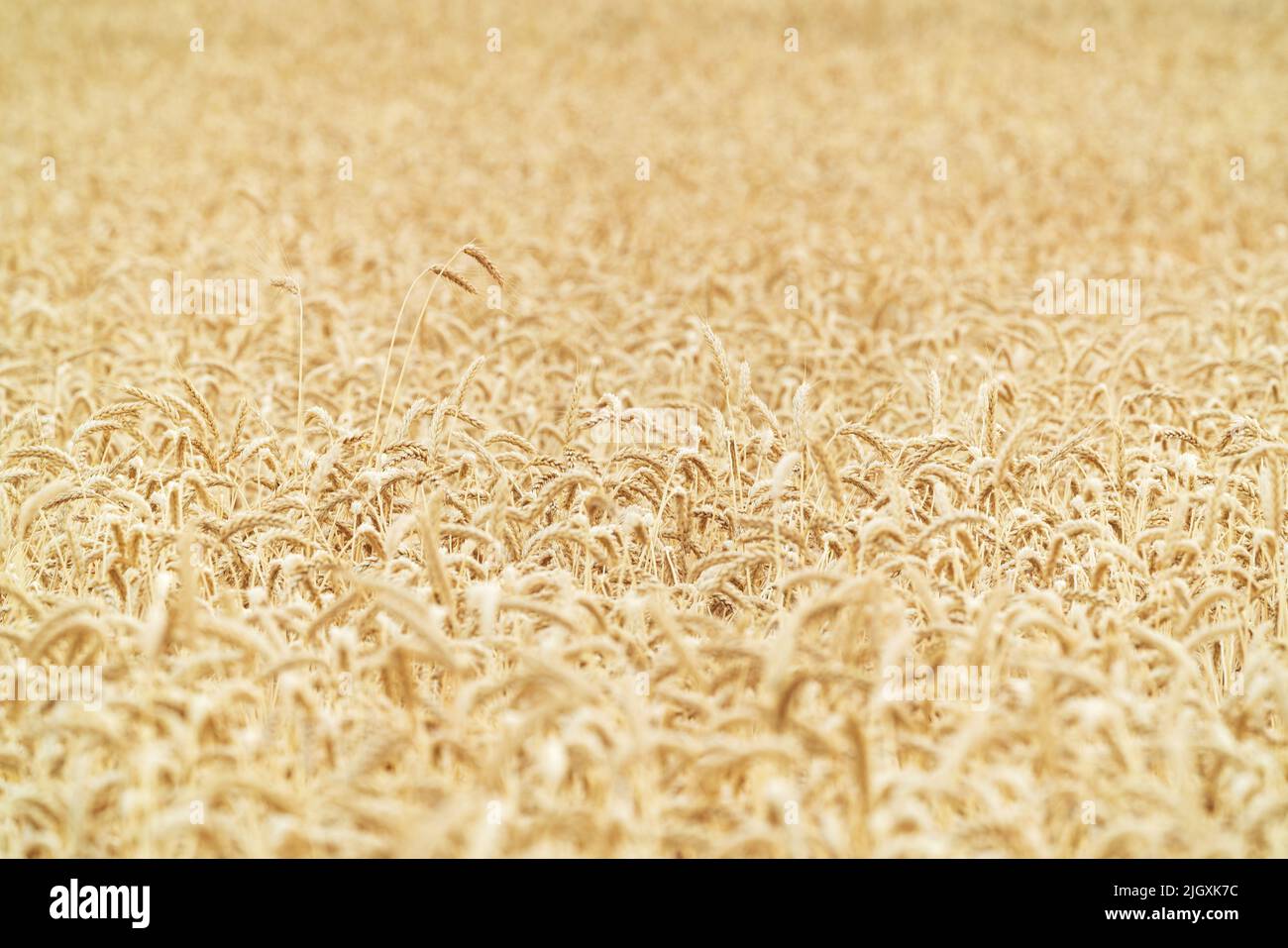 Wheat ears on the field  background Stock Photo