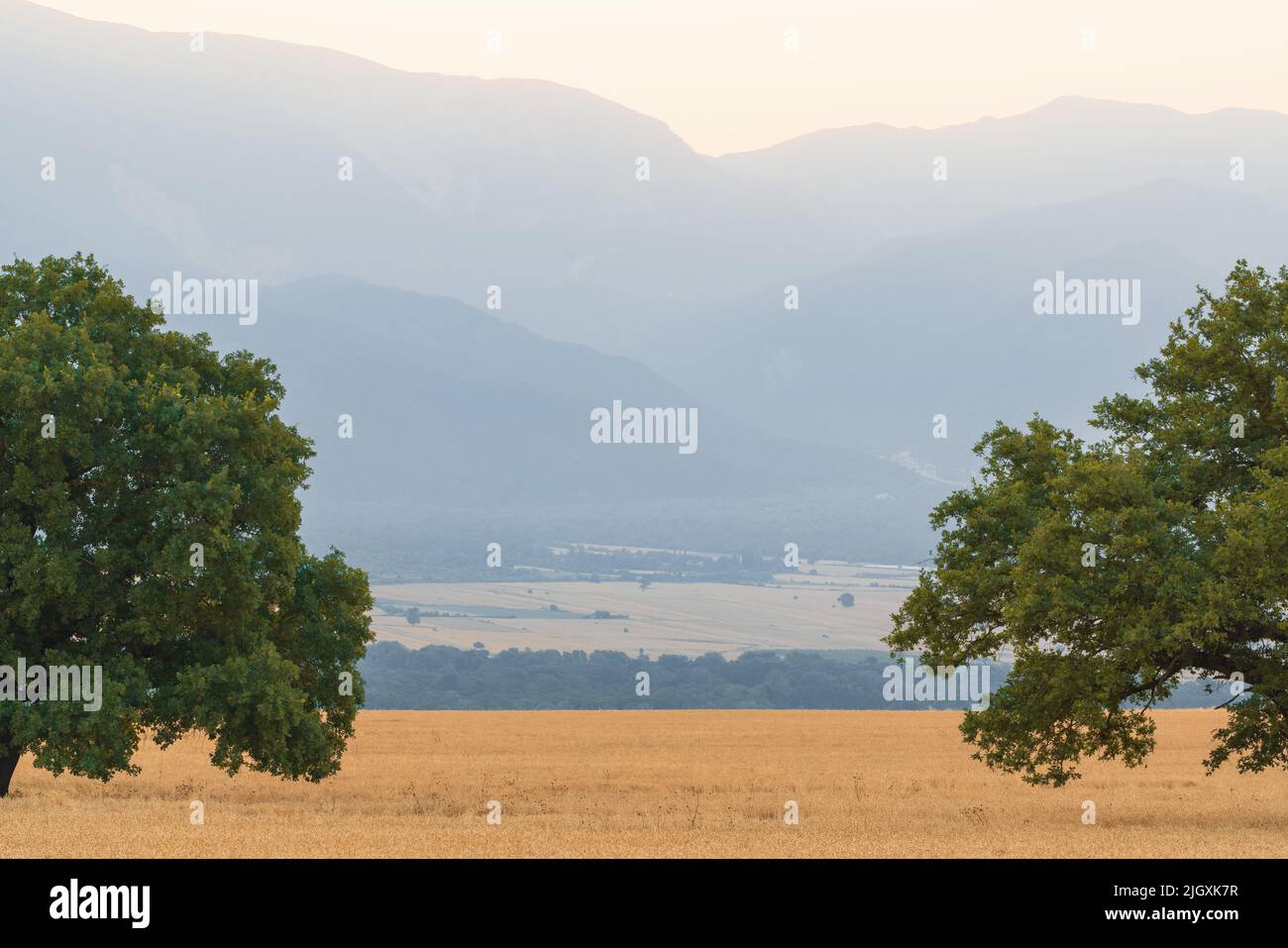 Tree in a wheat field in front of mountains Stock Photo