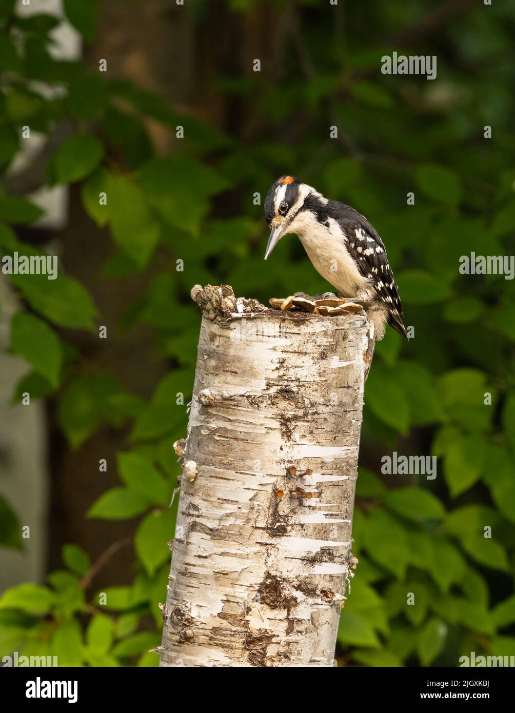 Hairy beak hires stock photography and images Alamy