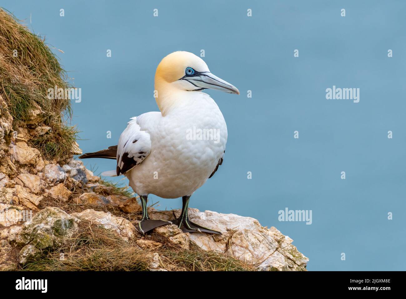 Northern Gannet perched on a rock on a sea cliff, RSPB Bempton Cliffs, England, UK Stock Photo