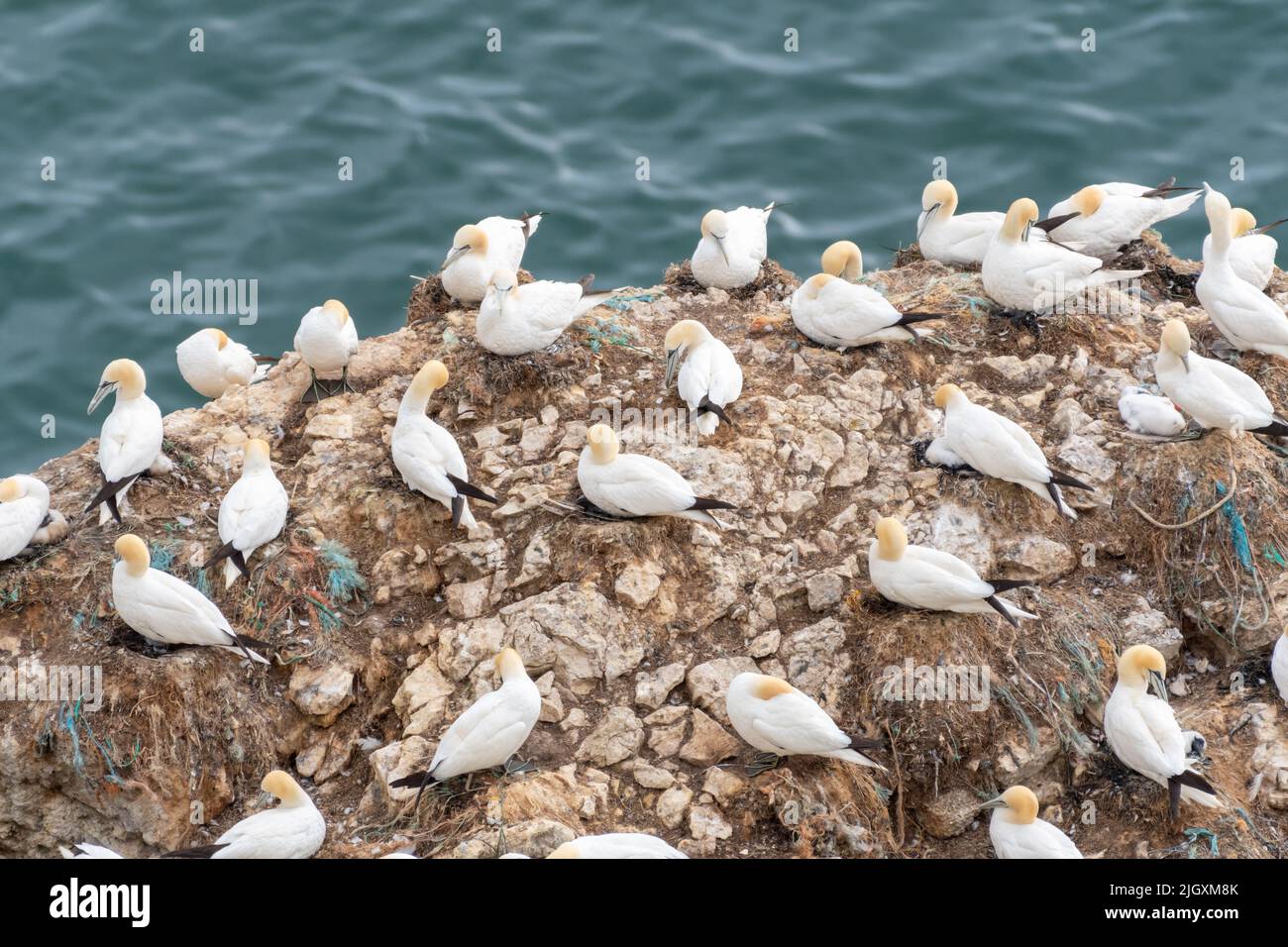 Colony of nesting Gannets at RSPB Bempton Cliffs nature reserve, England, UK Stock Photo