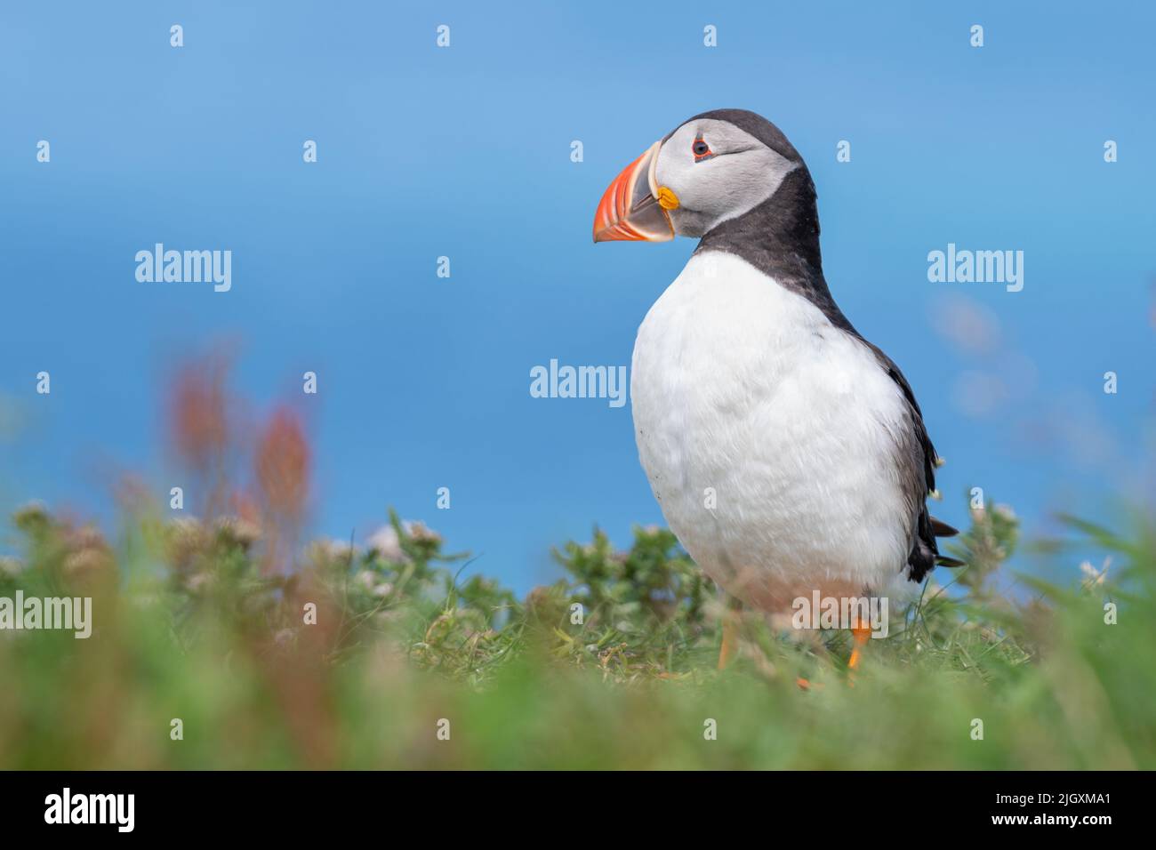 Puffin on the Isle of Lunga (Treshnish Isles, Inner Hebrides), Scotland ...