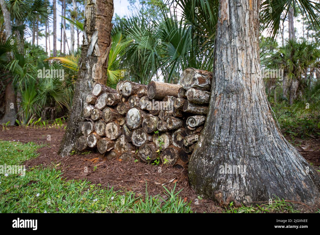 Large stack of piled up wood for a fireplace stacked between two trees