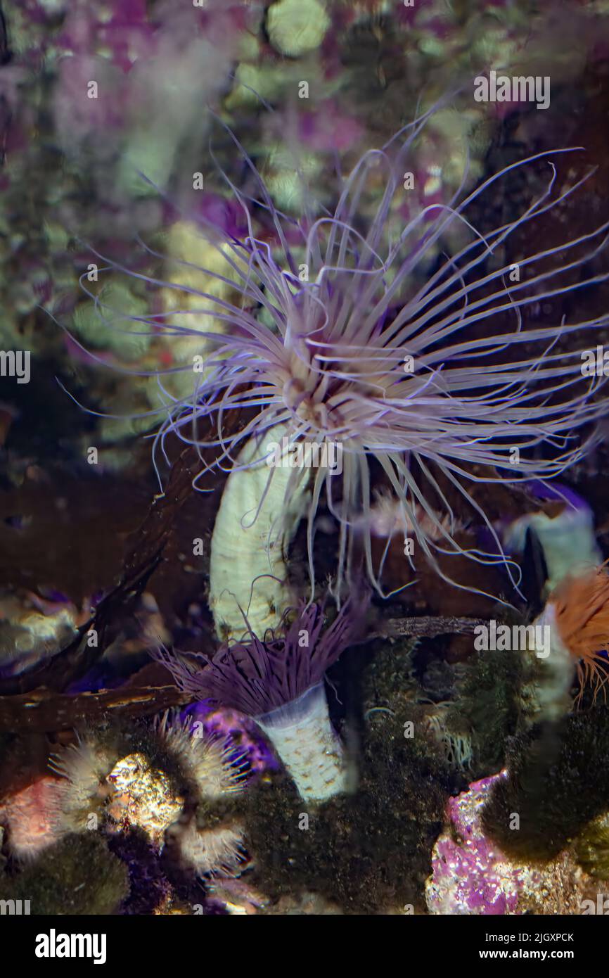 Tube-Dwelling Anemones or Ceriantharians Stock Photo