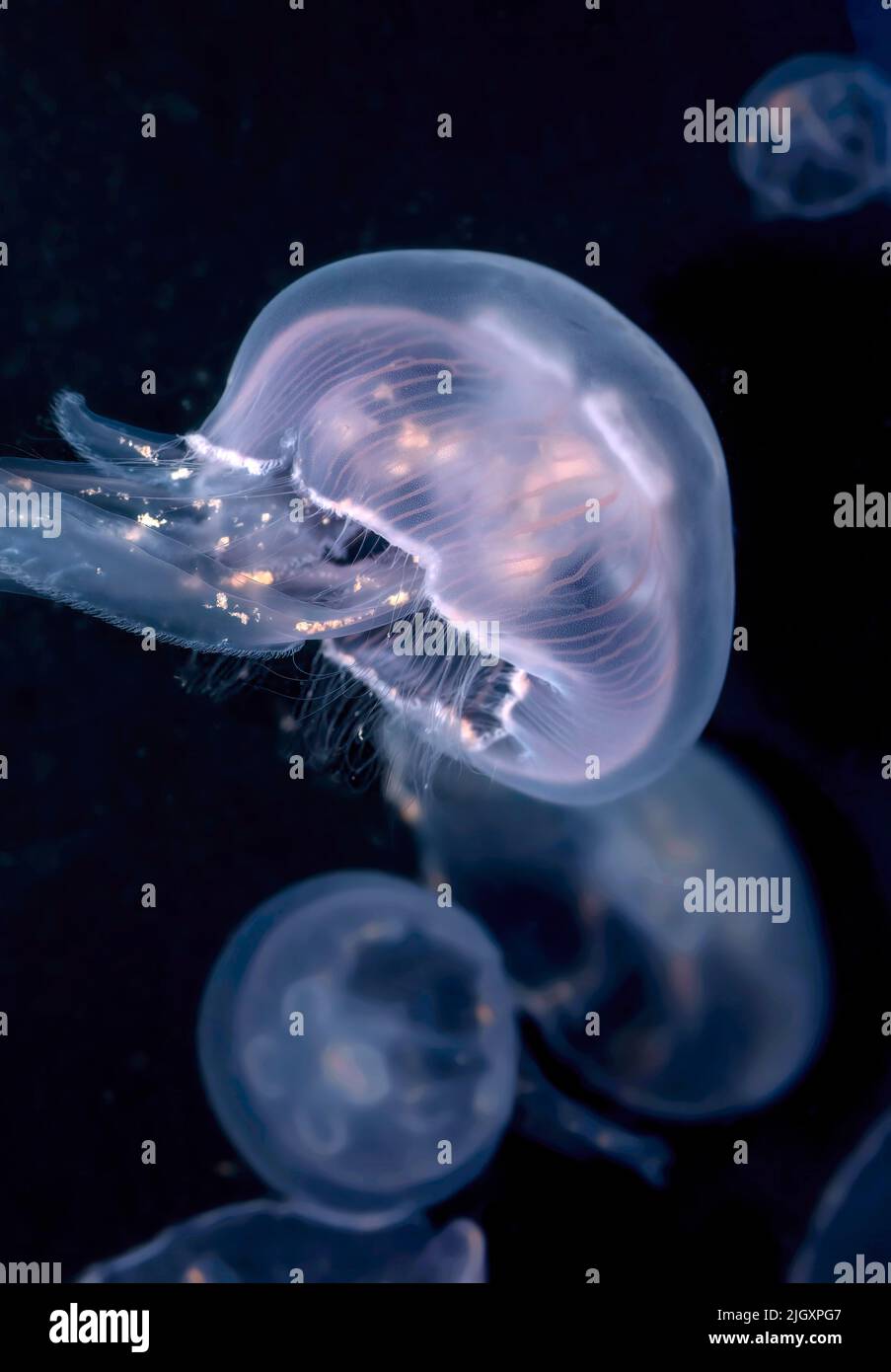 Common Jellyfish, Aurelia aurita, Moon Jellyfish, Moon Jelly or Saucer