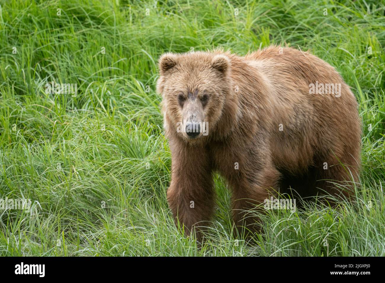 Sub-adult Alaskan brown bear at McNeil River state game sanctuary and refuge Stock Photo