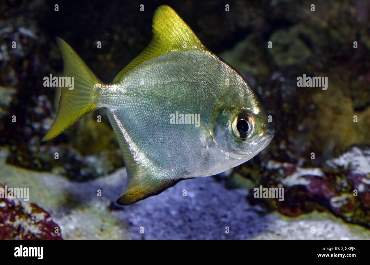 Diamondfish, Monodactylus argenteus, Pacific Ocean Stock Photo