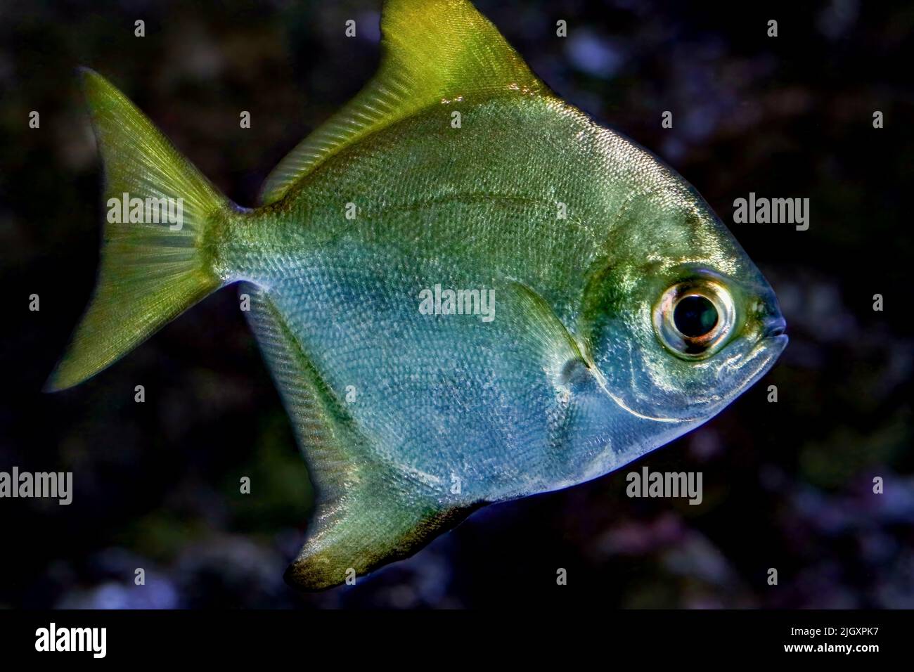 Diamondfish, Monodactylus argenteus, Pacific Ocean Stock Photo