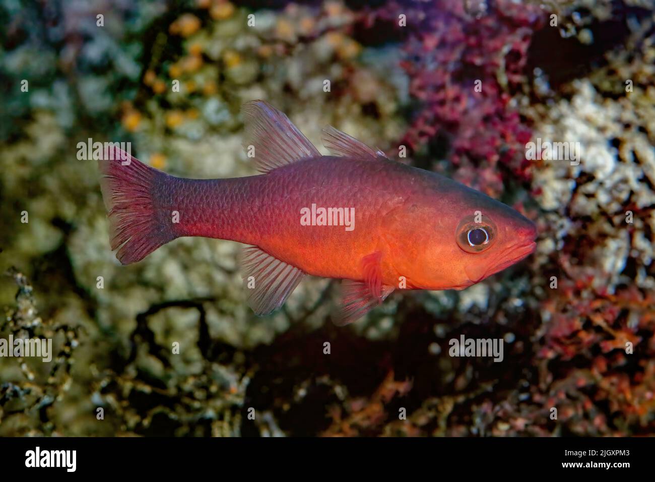 Guadalupe Cardinalfish, Apogon guadalupensis, Eastern Pacific, Reef Fish Stock Photo
