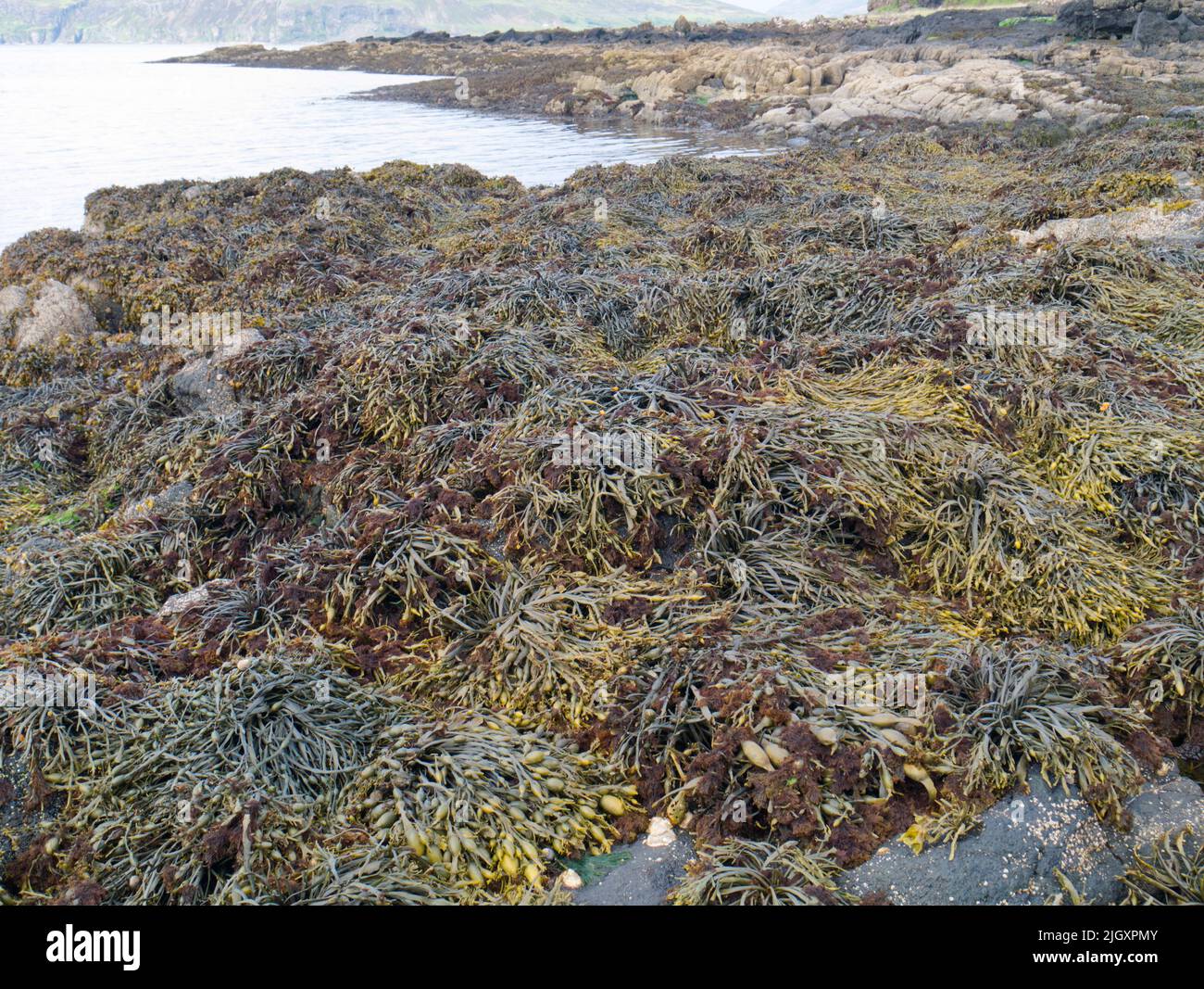 Bladderwrack seaweed on Scottish shoreline Stock Photo