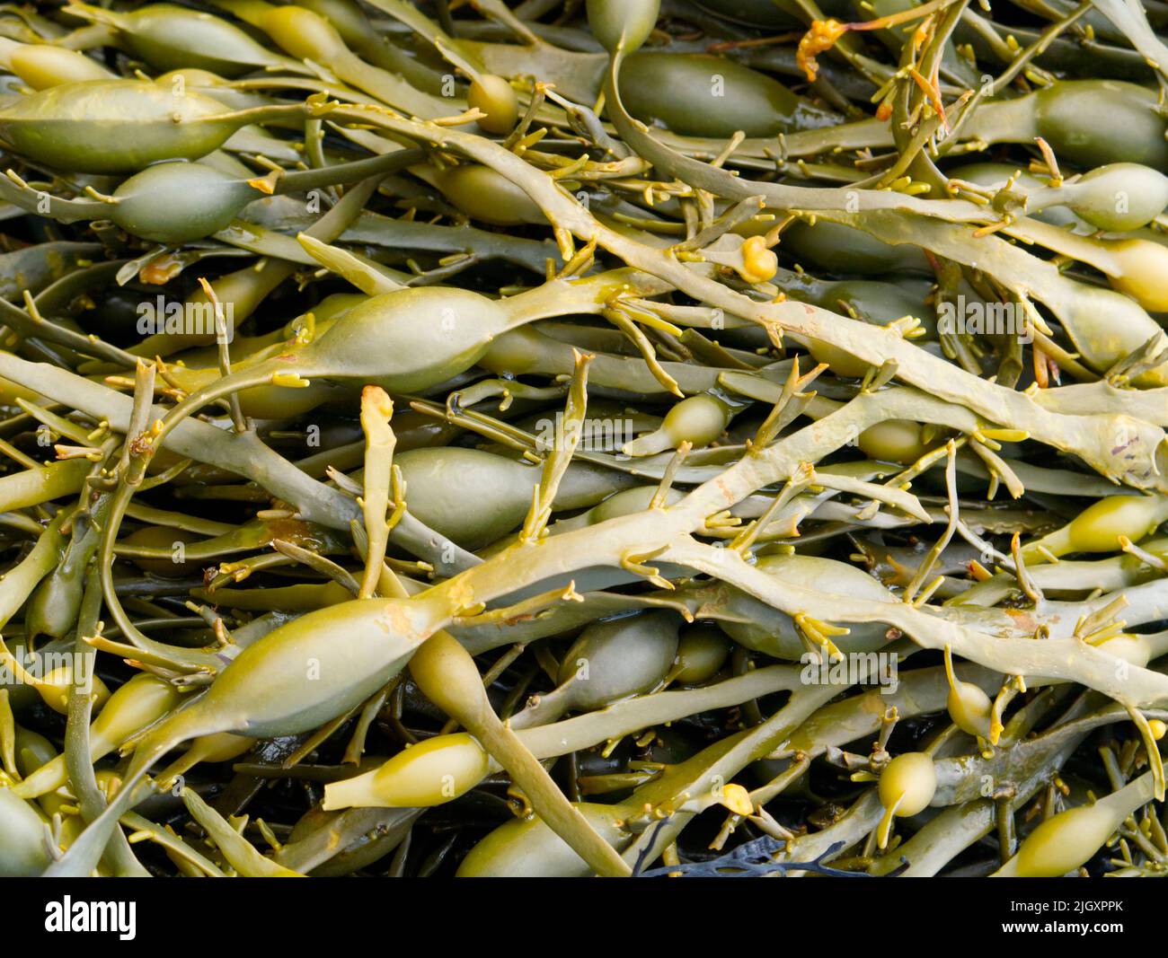 Bladderwrack seaweed on Scottish shoreline Stock Photo