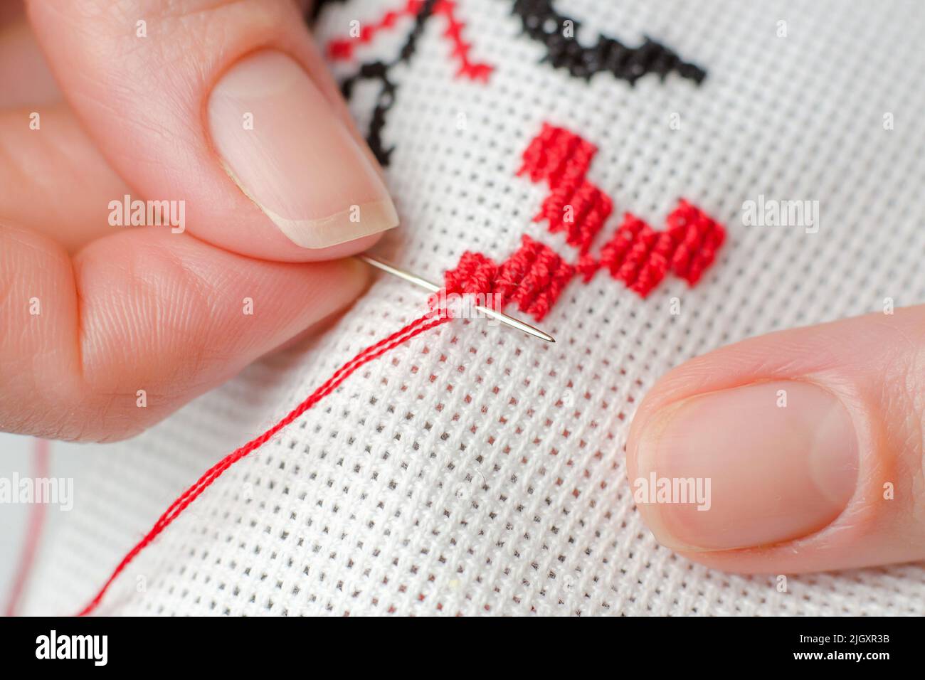 A woman embroiders the national symbols of Ukraine with a cross. Close-up of female hands cross-stitching on white canvas. Stock Photo