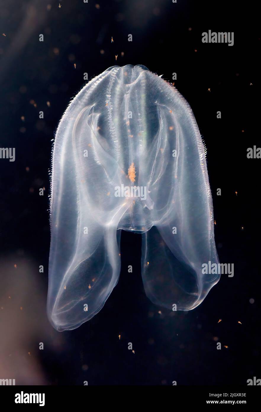 Comb Jelly, Mnemiopsis leidyi, Pacific Ocean Stock Photo