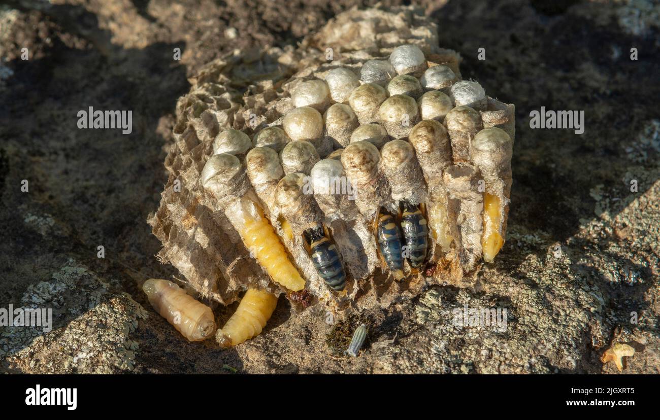 Wasp nest cross section. Vespula germanica vespiary close up. Detail