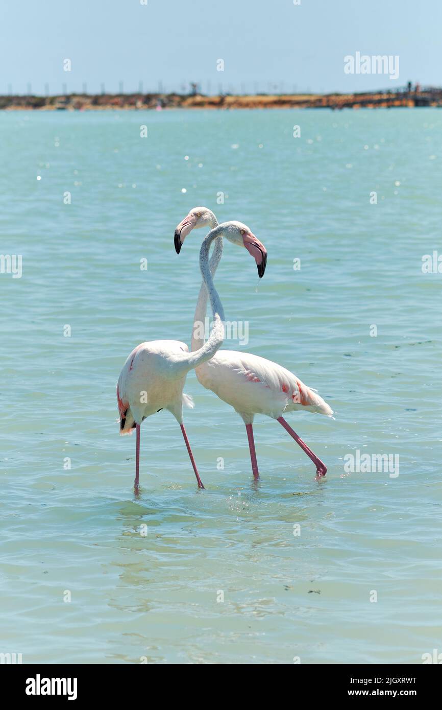 Two beautiful flamingo on blue lagoon of Mediterranean Sea. Costa Blanca. San Pedro del Pinatar. Spain Stock Photo