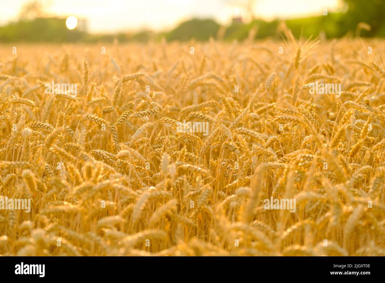 Ripe wheat field with golden spikelets at bright sunrise in early summer morning. Seasonal harvest and agriculture in countryside closeup Stock Photo