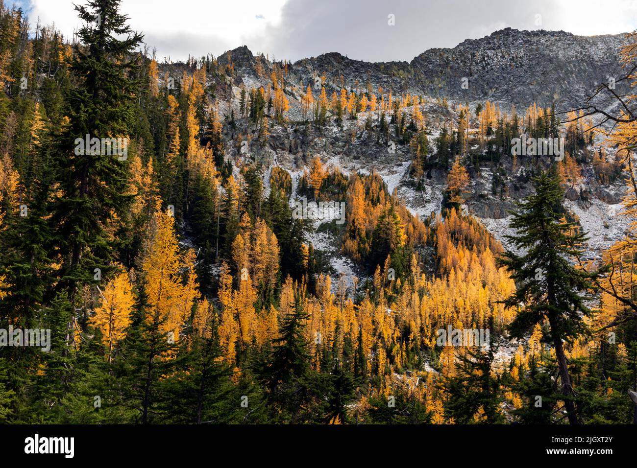 WA21719-00...WASHINGTON - Fall colored alpine larch trees in basin above Upper Larch Lake in the Glacier Peak Wilderness area. Stock Photo