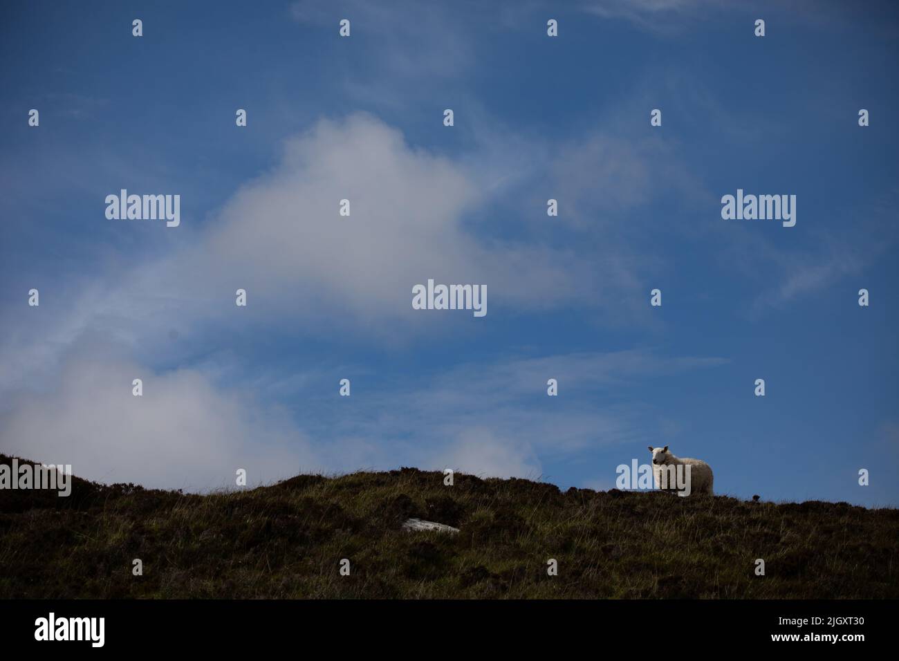 A sheep on the skyline, South Uist Stock Photo