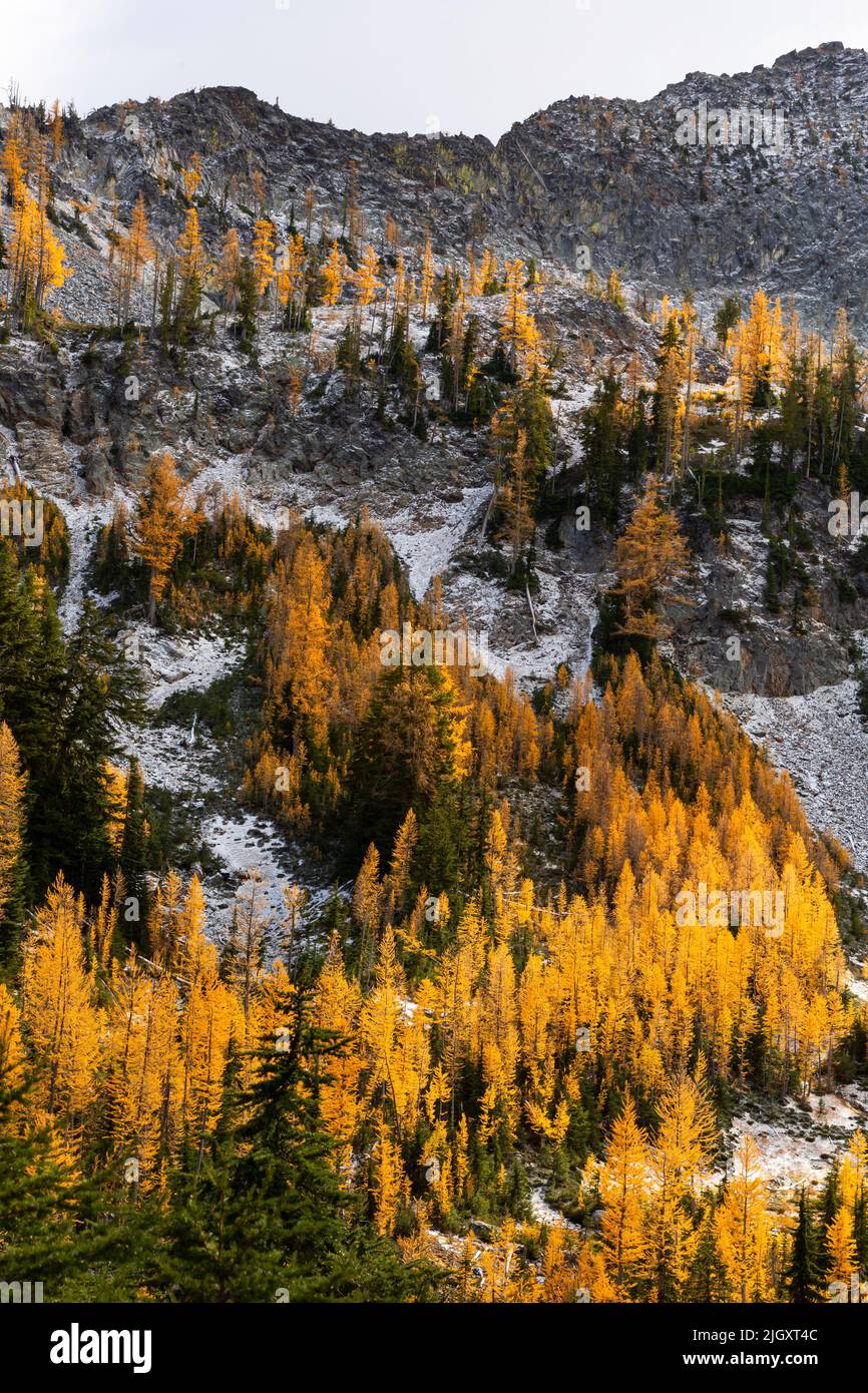 WA21720-00...WASHINGTON - Fall colored alpine larch trees in basin above Upper Larch Lake in the Glacier Peak Wilderness area. Stock Photo