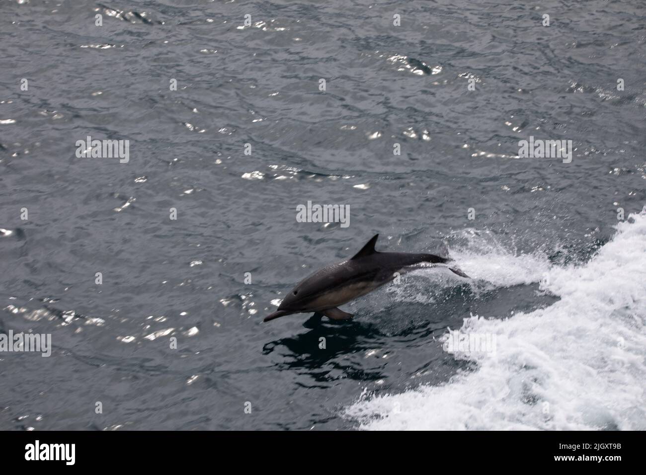 A common dolphin (Delphinus delphis) jumping clear of the water in The Minch, Scotland Stock Photo