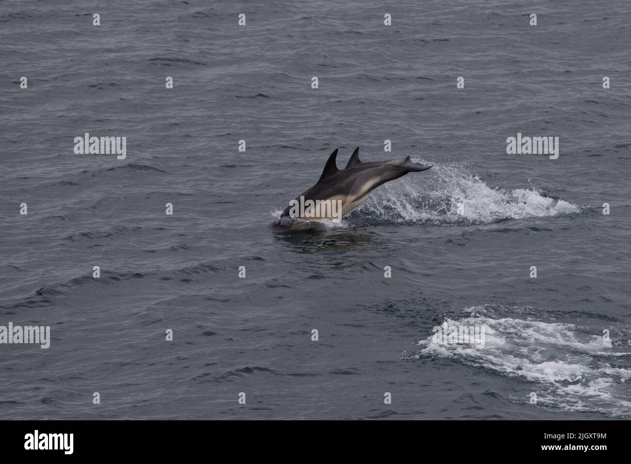 Two common dolphins (Delphinus delphis) jumping in The Minch, Scotland Stock Photo