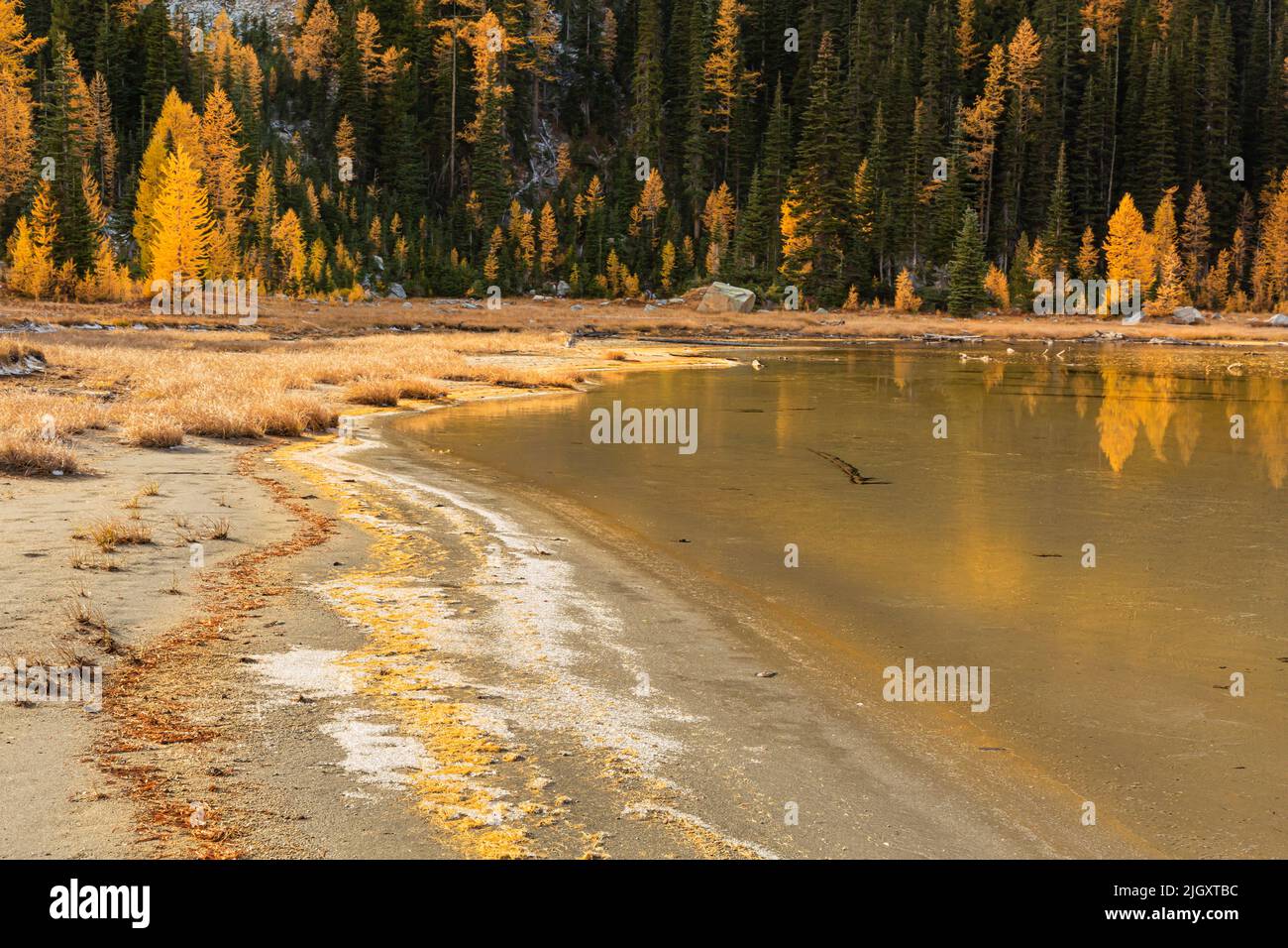 WA21729-00...WASHINGTON - Lines of fir and larch needles on the shore of Larch Lake in the Glacier Peak Wilderness area. Stock Photo