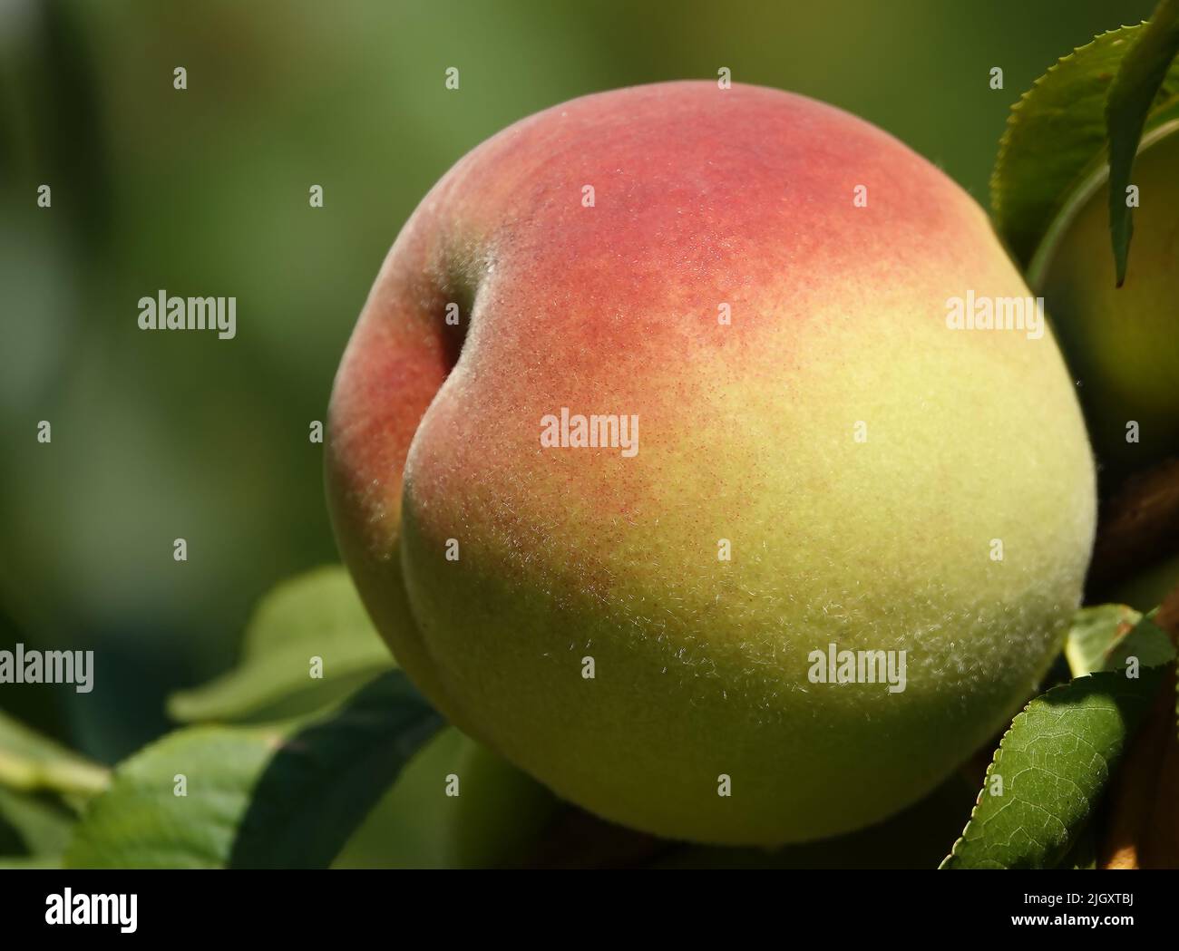 Peaches on the branches of the tree ripen Stock Photo Alamy