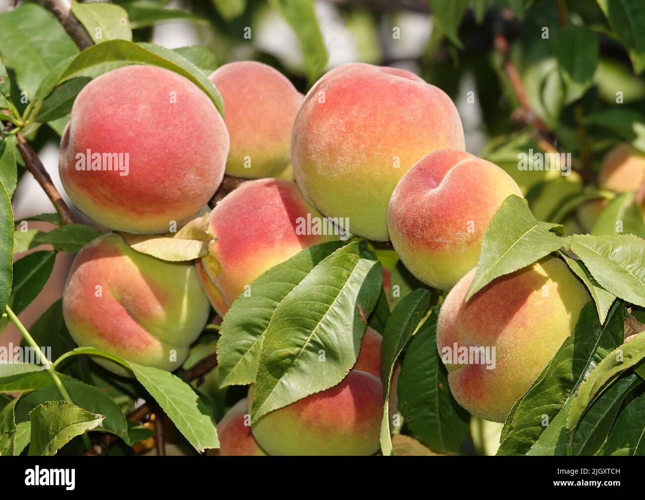 Peach grow green house hires stock photography and images Alamy
