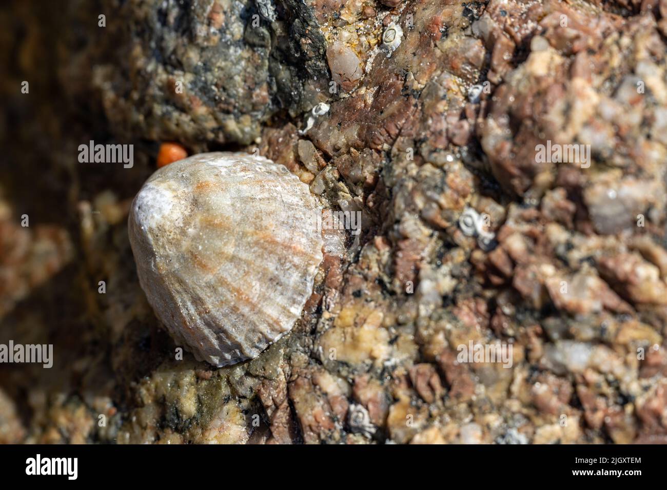 Limpets. An aquatric sea snails stuck to a rock on the UK coastline at low tide. Stock Photo