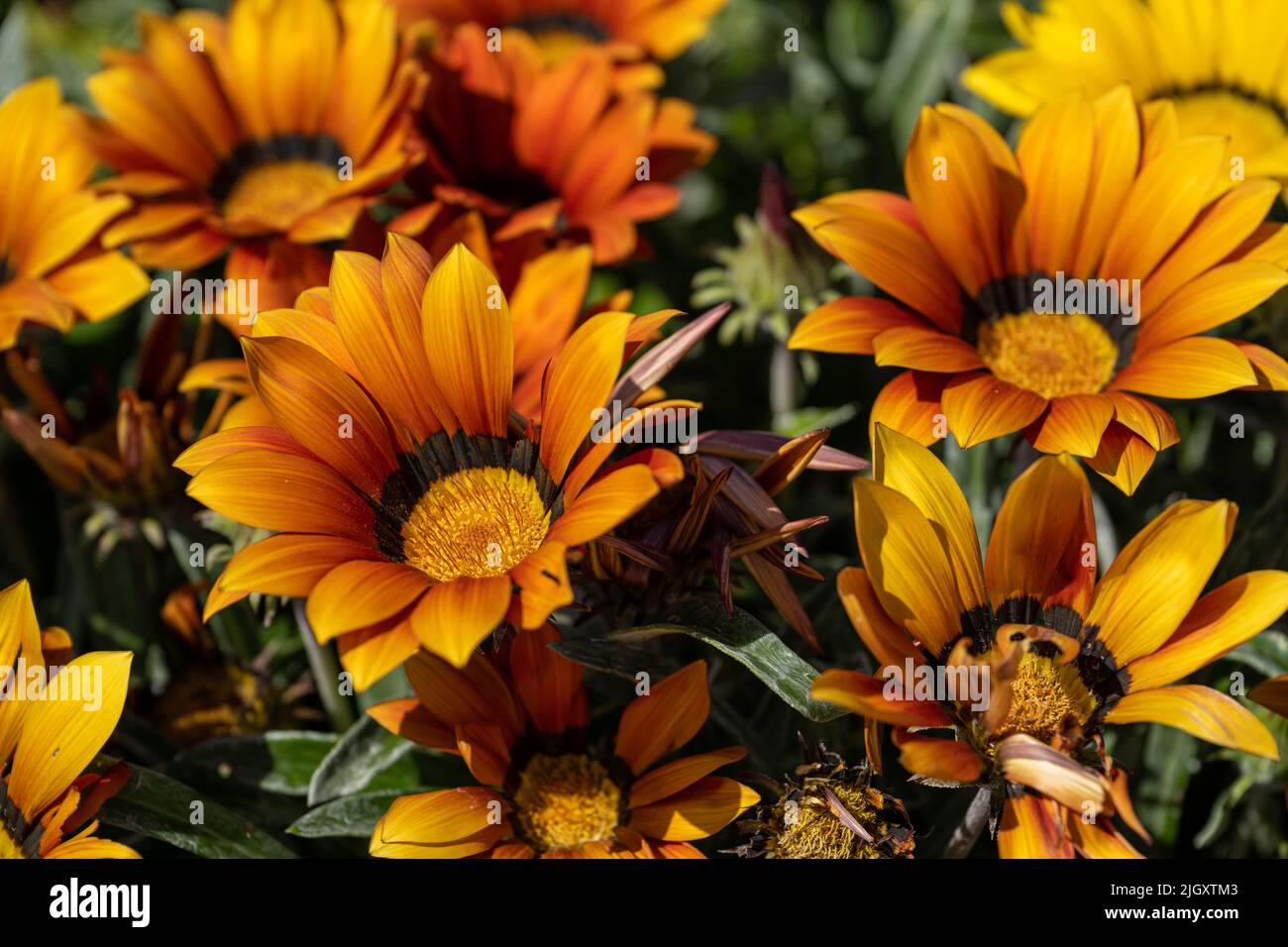 African Daisy, or treasure flowers. Bright yellow and orange Gazania rigens herbaceous plant of the Asteraceae family in full bloom during summer. Stock Photo