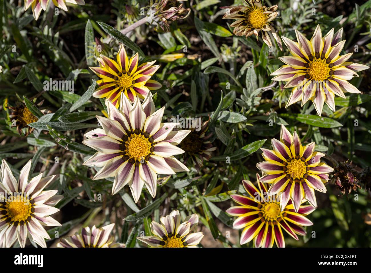 African Daisy, or treasure flowers. Bright purple, and white Gazania rigens herbaceous plant of the Asteraceae family in full bloom during summer. Stock Photo