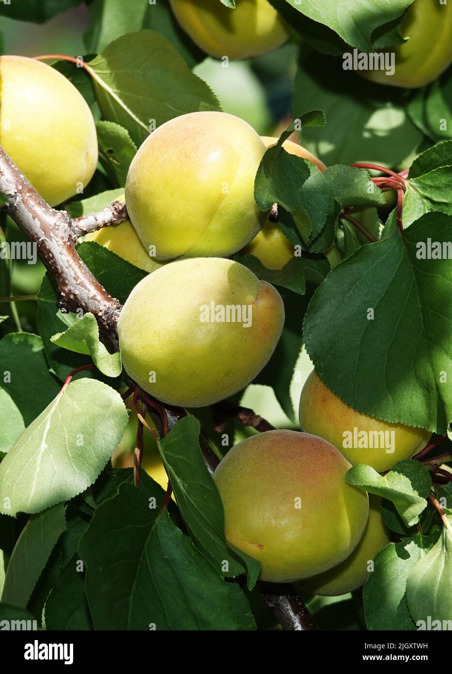 Lots of green unripe apricots on tree branches Stock Photo Alamy