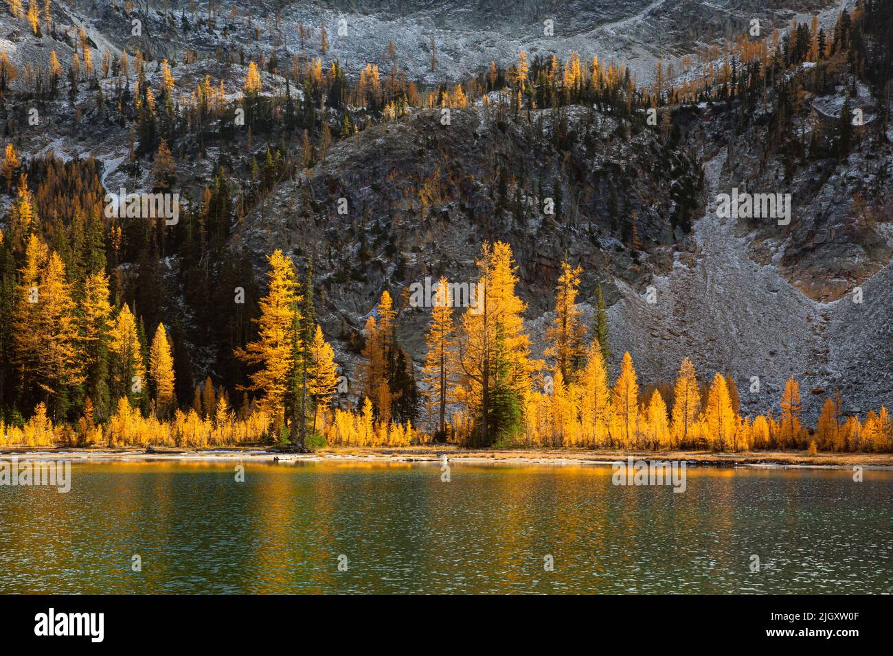WA21735-00...WASHINGTON - Fall colored alpine larch trees reflecting in the riffled waters of Larch Lake in the Glacier Peak Wilderness area. Stock Photo