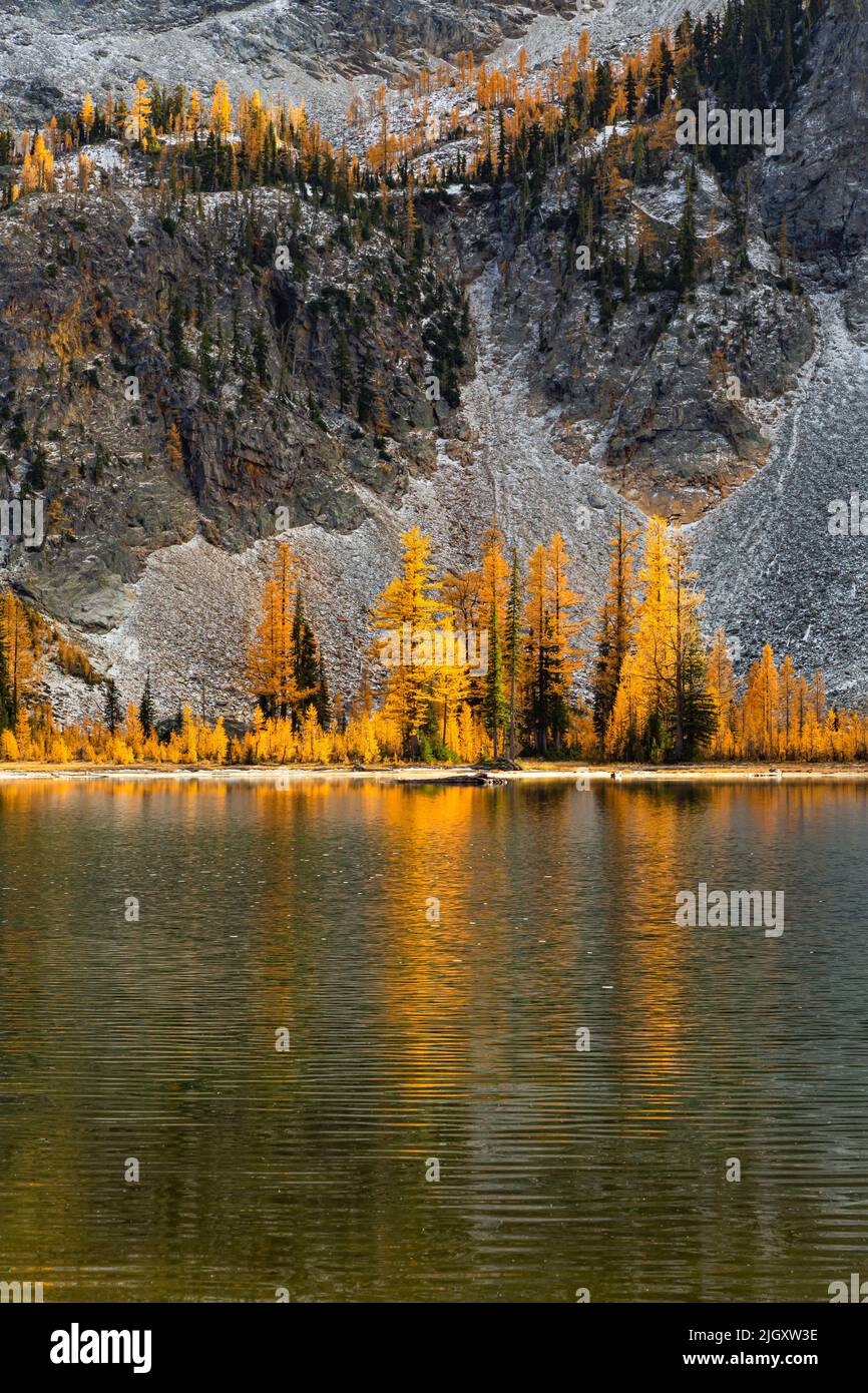 WA21739-00...WASHINGTON - Alpine larch trees in brilliant fall colors along the shores of Larch Lake in the Glacier Peak Wilderness Area. Stock Photo