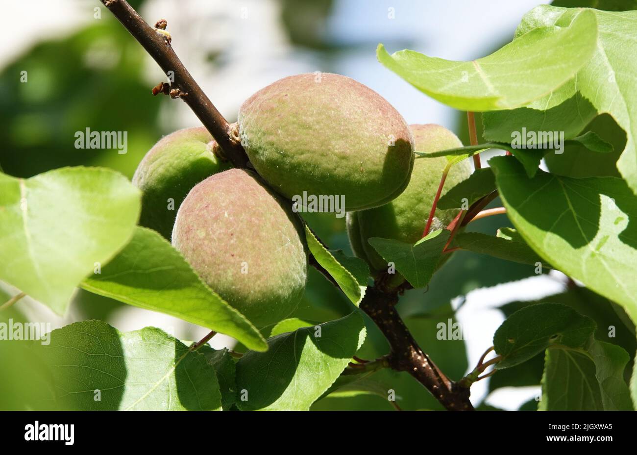 Still not ripe plums are picked up juice and spirited on tree branches Stock Photo