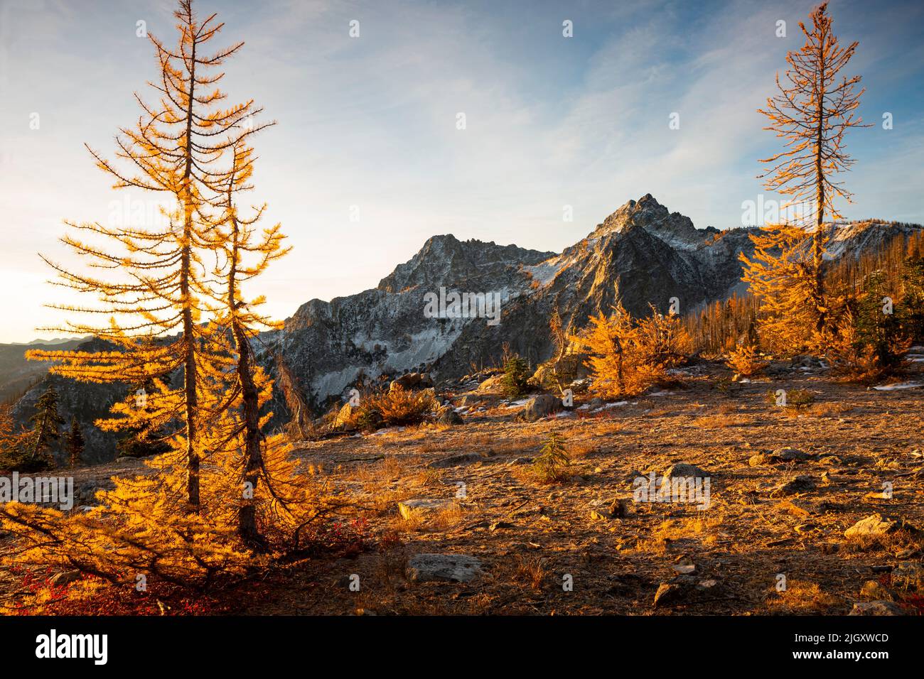 WA21760-00...WASHINGTON - Early morning light on alpine larch trees in the Entiat Mountains area of Glacier Peak Wilderness. Stock Photo