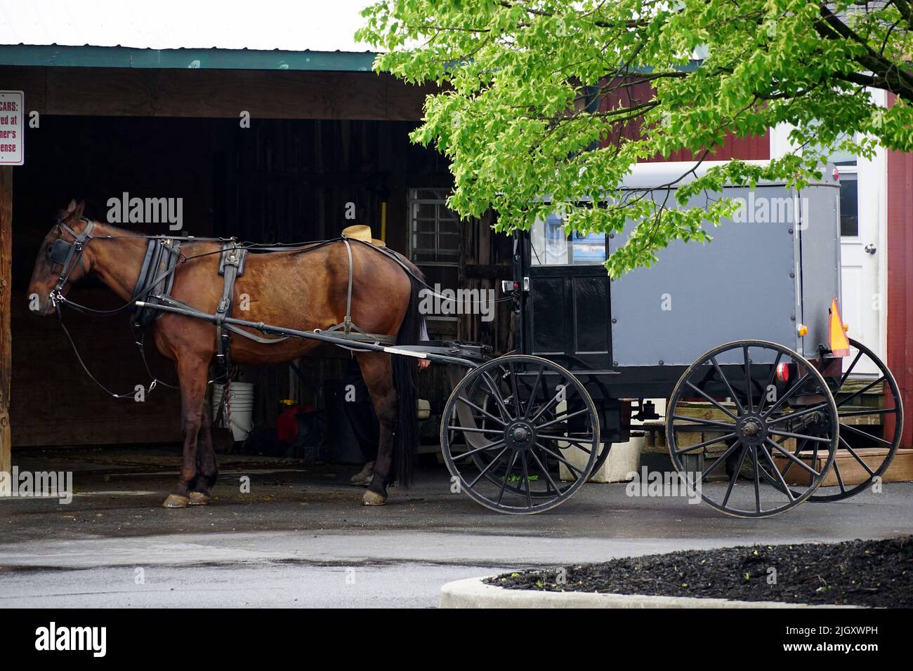 traditional Amish buggy, Lancaster, Pennsylvania, USA, North America