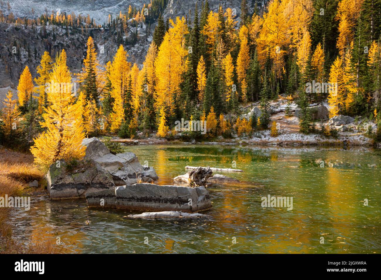 WA21775-00...WASHINGTON - Fall colored alpine larch trees reflecting on ...