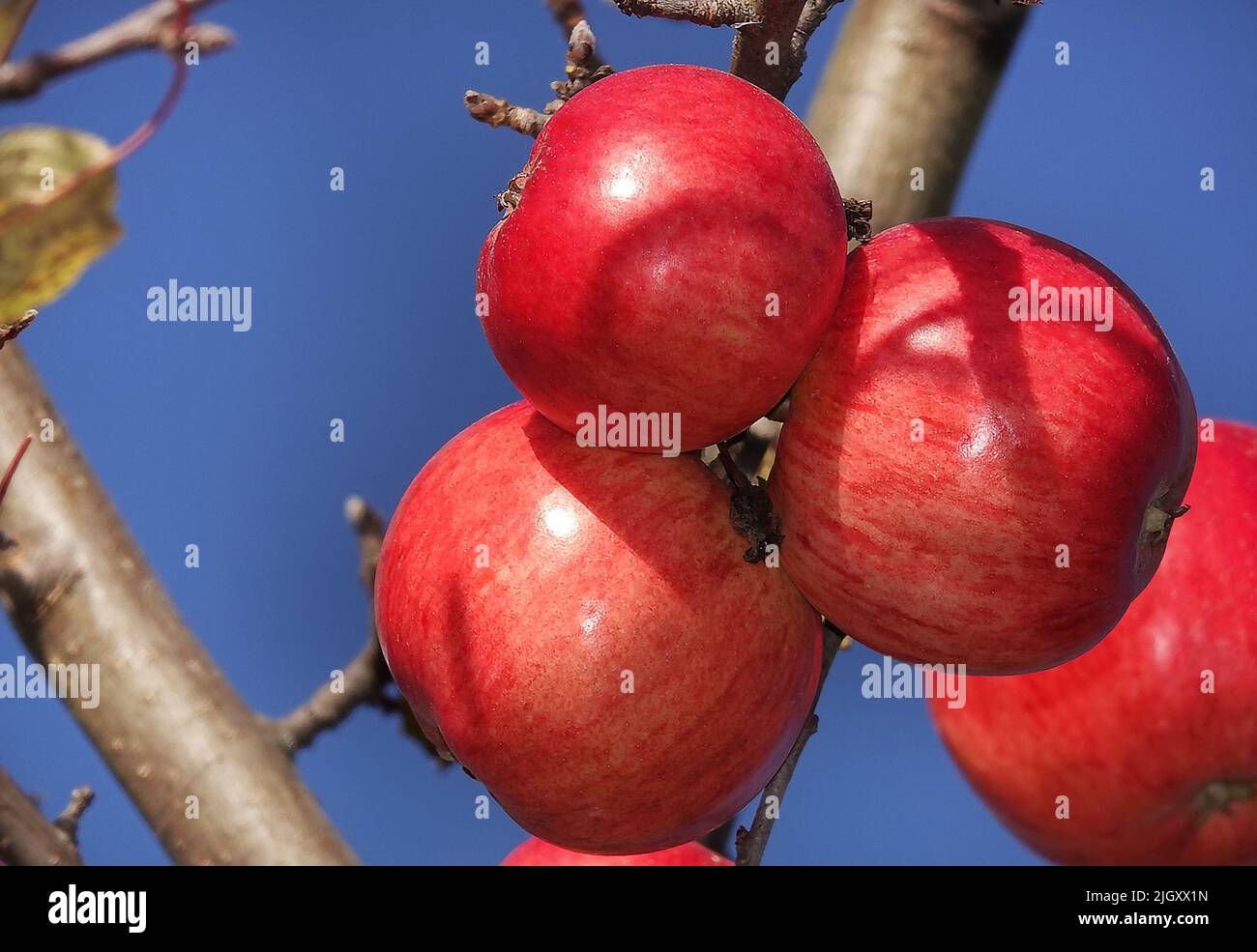 Apple Before Ripe Apples ripen on tree branches in the garden Stock Photo - Alamy